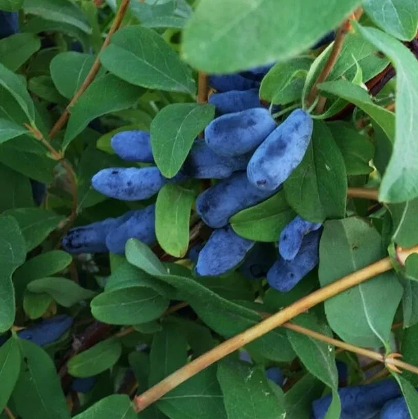 Haskap Berry Live Plant – Cold Hardy Blue Honeysuckle Bush Seedling
