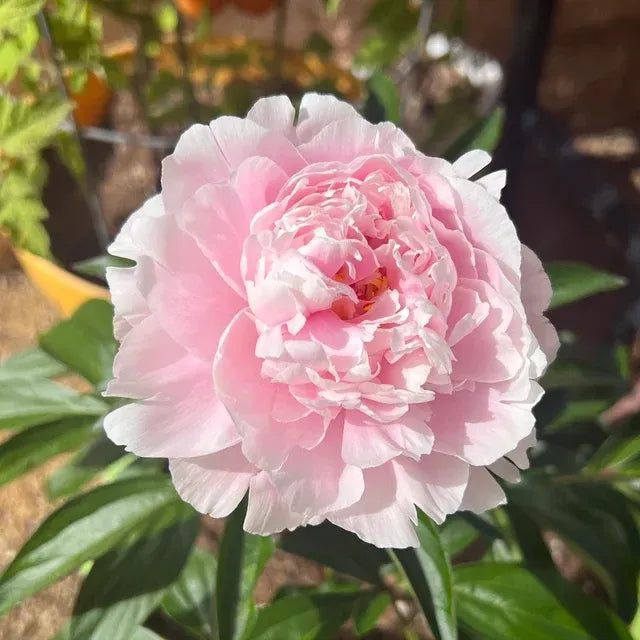 Peony Flower Seeds For Planting Garden Flowers