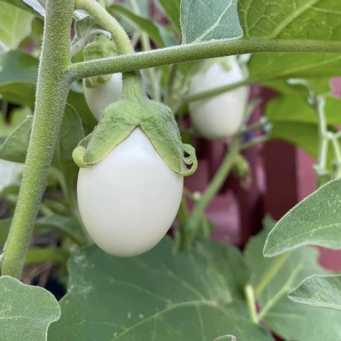 White Egg Eggplant Seeds - Heirloom Vegetable - Small Egg Shaped White Fruits - Compact High Yield Variety