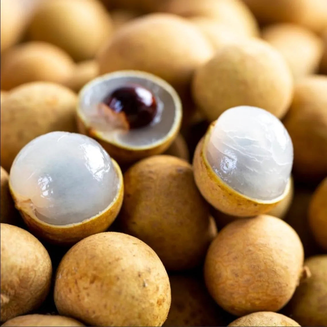 Longan Dimocarpus Plant Live for Planting, Dragon Eye Tropical Live Fruit Tree Sweet Fruit Longan Tree