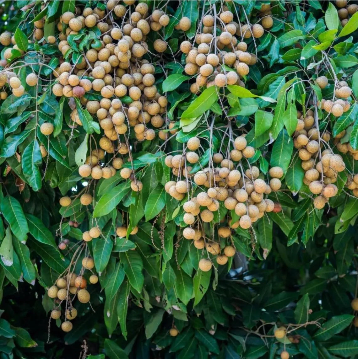 Longan Dimocarpus Plant Live for Planting, Dragon Eye Tropical Live Fruit Tree Sweet Fruit Longan Tree