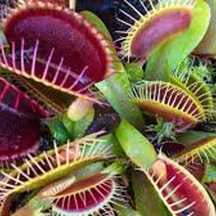 Venus Fly Trap Seeds: Carnivorous Plant, DIY Gardening Flytrap, Easy Care, Indoor & Outdoor Use, Kids Love These