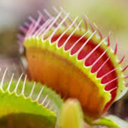 Venus Fly Trap Seeds: Carnivorous Plant, DIY Gardening Flytrap, Easy Care, Indoor & Outdoor Use, Kids Love These