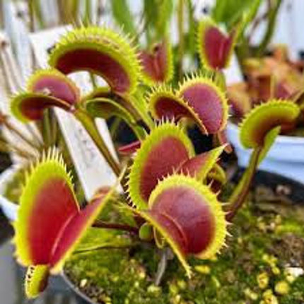 Venus Fly Trap Seeds: Carnivorous Plant, DIY Gardening Flytrap, Easy Care, Indoor & Outdoor Use, Kids Love These