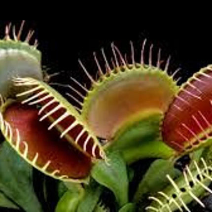 Venus Fly Trap Seeds: Carnivorous Plant, DIY Gardening Flytrap, Easy Care, Indoor & Outdoor Use, Kids Love These