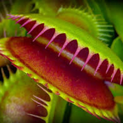 Venus Fly Trap Seeds: Carnivorous Plant, DIY Gardening Flytrap, Easy Care, Indoor & Outdoor Use, Kids Love These