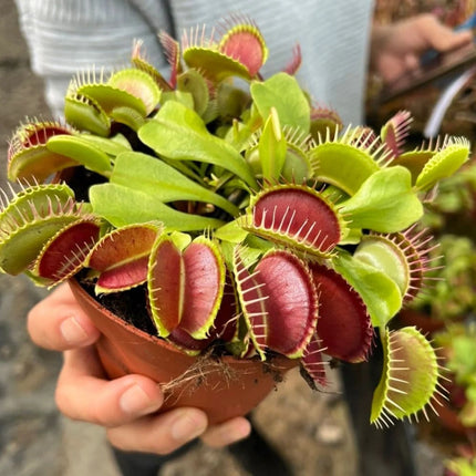 Venus Fly Trap Seeds: Carnivorous Plant, DIY Gardening Flytrap, Easy Care, Indoor & Outdoor Use, Kids Love These