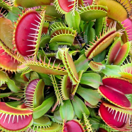 Venus Fly Trap Seeds: Carnivorous Plant, DIY Gardening Flytrap, Easy Care, Indoor & Outdoor Use, Kids Love These