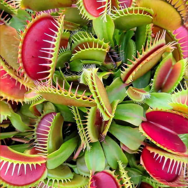 Venus Fly Trap Seeds: Carnivorous Plant, DIY Gardening Flytrap, Easy Care, Indoor & Outdoor Use, Kids Love These