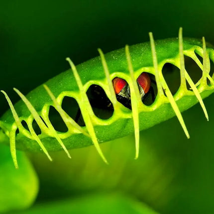 Venus Fly Trap Seeds: Carnivorous Plant, DIY Gardening Flytrap, Easy Care, Indoor & Outdoor Use, Kids Love These