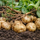 Jicama Thai 50 Seeds: Asian Variety Large Sweet Crunchy Root