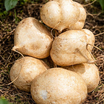 Jicama Thai 50 Seeds: Asian Variety Large Sweet Crunchy Root