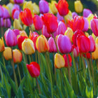 Mixed Tulip Seeds Colorful Perennial Spring Flowers for Garden & Containers