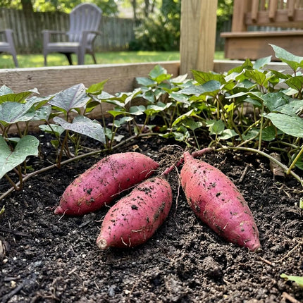 Sweet Potato Seeds   | Warm Season Root Vegetable for Home Garden Raised Bed Outdoor Growing