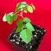 Star Fruit Averrhoa Carambola Bell Seedling Potted Starfruit Plant Tree