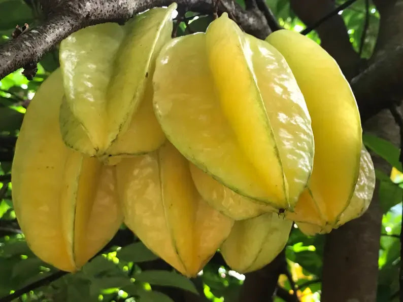 Star Fruit Averrhoa Carambola Bell Seedling Potted Starfruit Plant Tree
