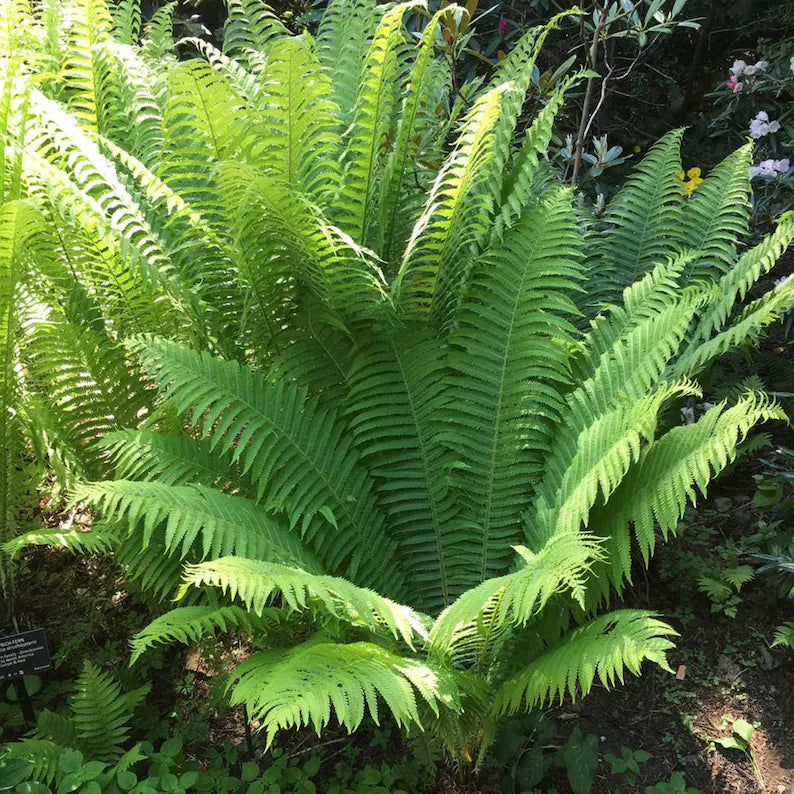Ostrich Ferns - 1 well established root