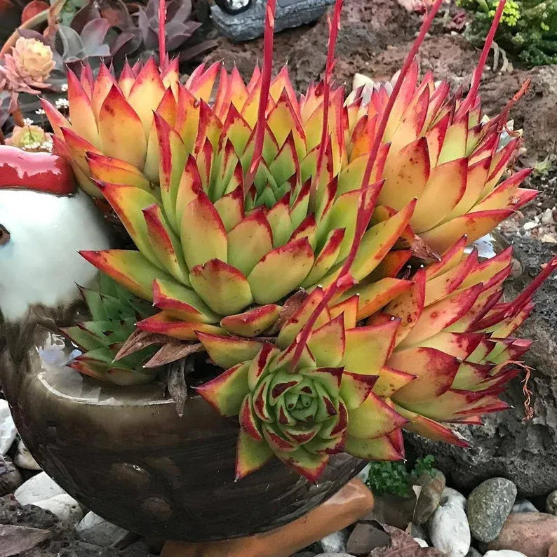Echeveria 'Lipstick' Succulent: Rare Agavoides Form, Red Edged
