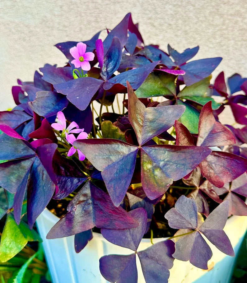 Purple Oxalis Wood Sorrel (Purple Shamrock)，8-12 Bulbs-Worthy Live Plant bundle, Grow Indoor or Outdoor for Decoration or Gift