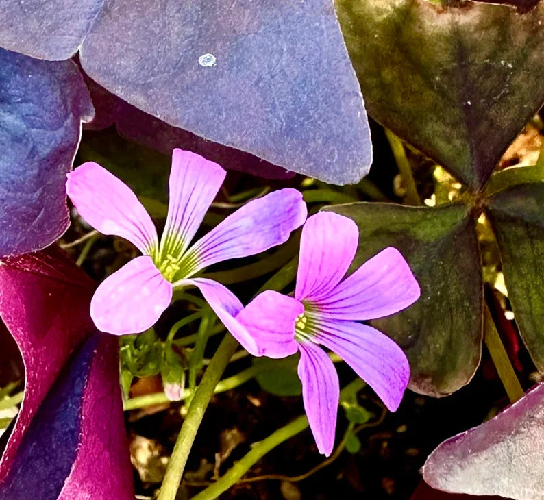 Purple Oxalis Wood Sorrel (Purple Shamrock)，8-12 Bulbs-Worthy Live Plant bundle, Grow Indoor or Outdoor for Decoration or Gift