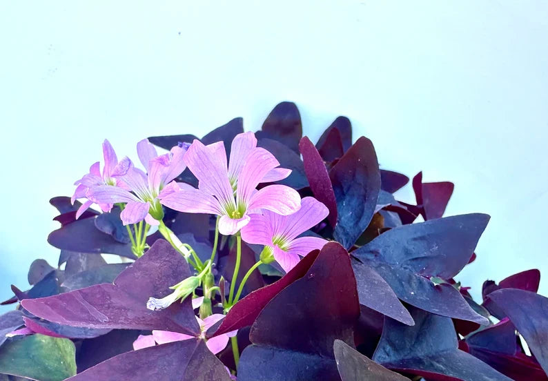 Purple Oxalis Wood Sorrel (Purple Shamrock)，8-12 Bulbs-Worthy Live Plant bundle, Grow Indoor or Outdoor for Decoration or Gift