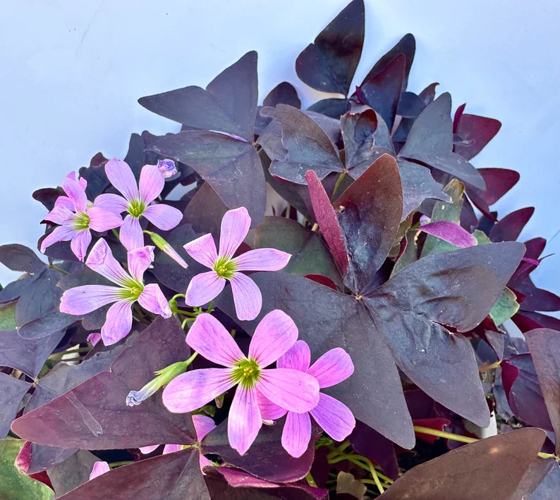 Purple Oxalis Wood Sorrel (Purple Shamrock)，8-12 Bulbs-Worthy Live Plant bundle, Grow Indoor or Outdoor for Decoration or Gift