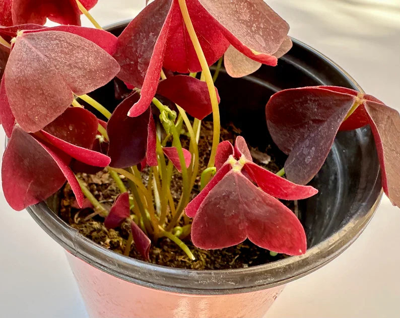 Purple Oxalis Wood Sorrel (Purple Shamrock)，8-12 Bulbs-Worthy Live Plant bundle, Grow Indoor or Outdoor for Decoration or Gift