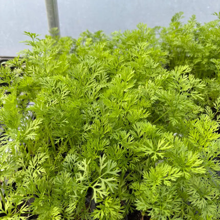 Carrot Live Plant - Seedlings