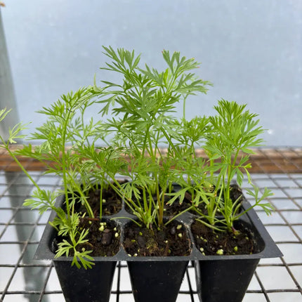 Carrot Live Plant - Seedlings