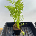 Carrot Live Plant - Seedlings