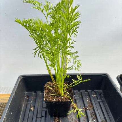 Carrot Live Plant - Seedlings