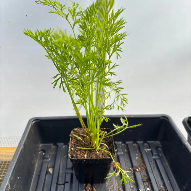 Carrot Live Plant - Seedlings