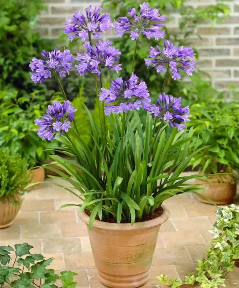 Live Blue Agapanthus Plant African Lily Hardy Perennial Flower Plant Lily of the Nile Seedling 5-6"Tall