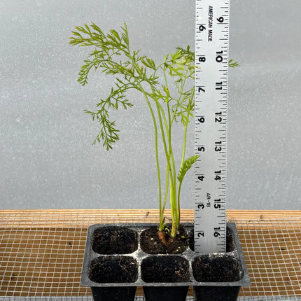 Carrot Live Plant - Seedlings