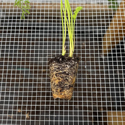Carrot Live Plant - Seedlings