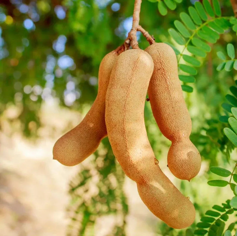 Tamarind Live Starter Plant for Planting, Tamarind Fruit Tree, Tamarind Tree Plant Seedling
