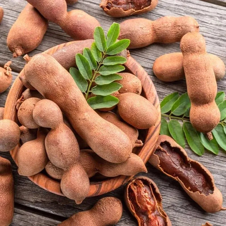 Tamarind Live Starter Plant for Planting, Tamarind Fruit Tree, Tamarind Tree Plant Seedling