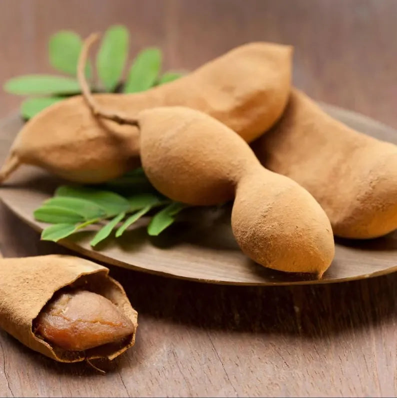 Tamarind Live Starter Plant for Planting, Tamarind Fruit Tree, Tamarind Tree Plant Seedling