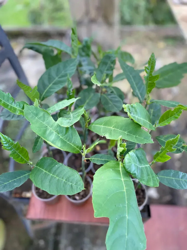 Breadfruit Tree (Artocarpus camansi) – Live Tropical Fruit Tree – USDA Certified
