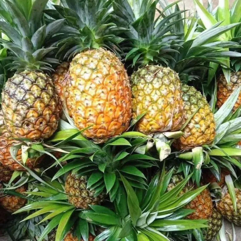Gold Pineapple Plant Live,  No Pot, Sweet Pineapple Fruit Seedling