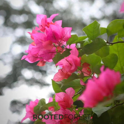 Bougainvillea Seedlings — Vibrant Tropical Climbing Vines, Colorful Flowering Shrubs, Garden Decor