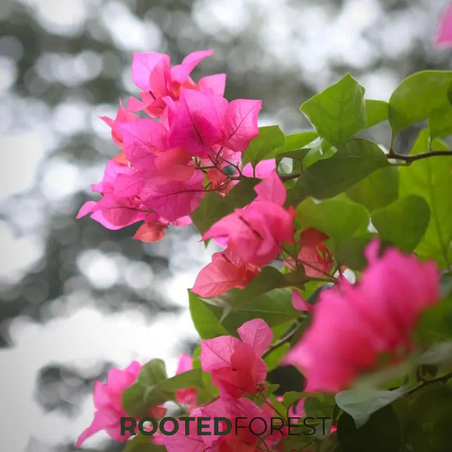 Bougainvillea Seedlings — Vibrant Tropical Climbing Vines, Colorful Flowering Shrubs, Garden Decor