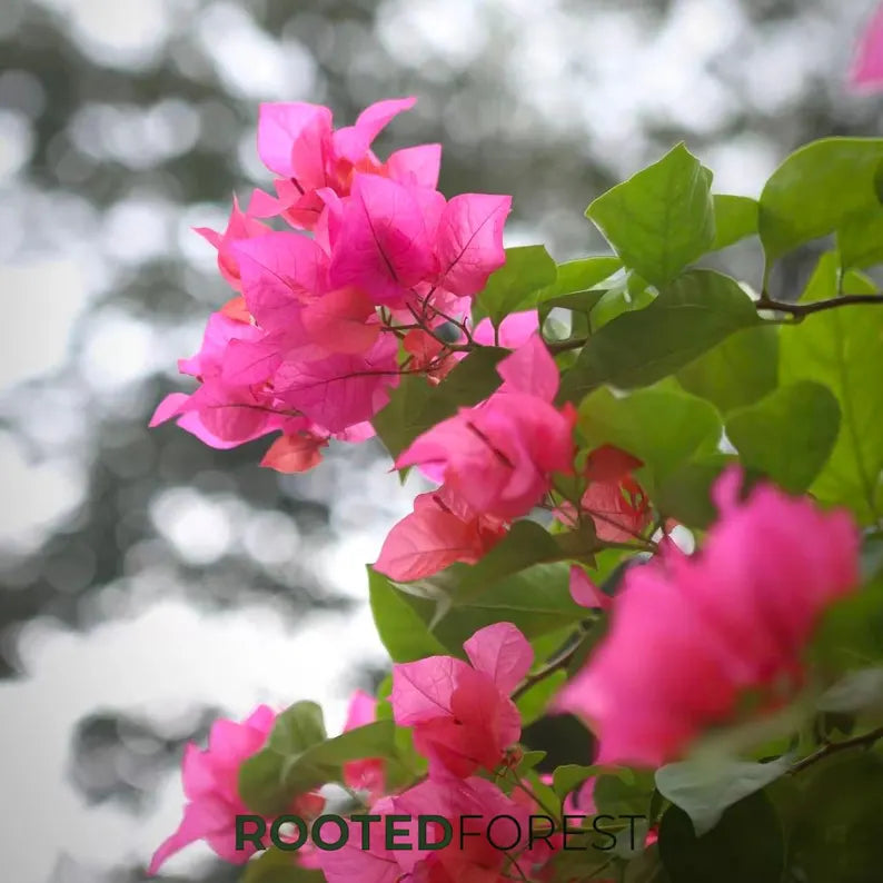 Bougainvillea Seedlings — Vibrant Tropical Climbing Vines, Colorful Flowering Shrubs, Garden Decor