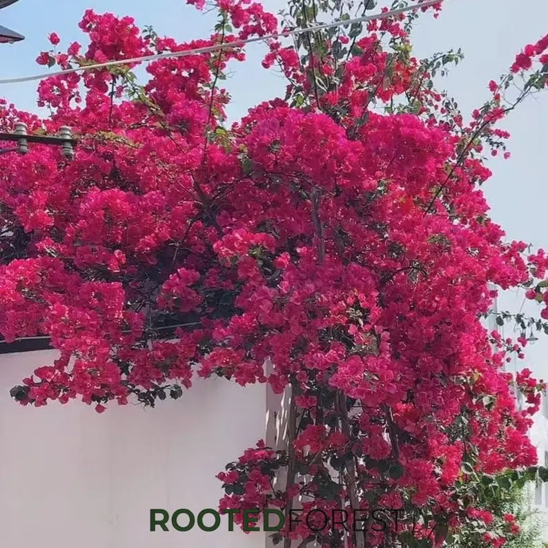 Bougainvillea Seedlings — Vibrant Tropical Climbing Vines, Colorful Flowering Shrubs, Garden Decor