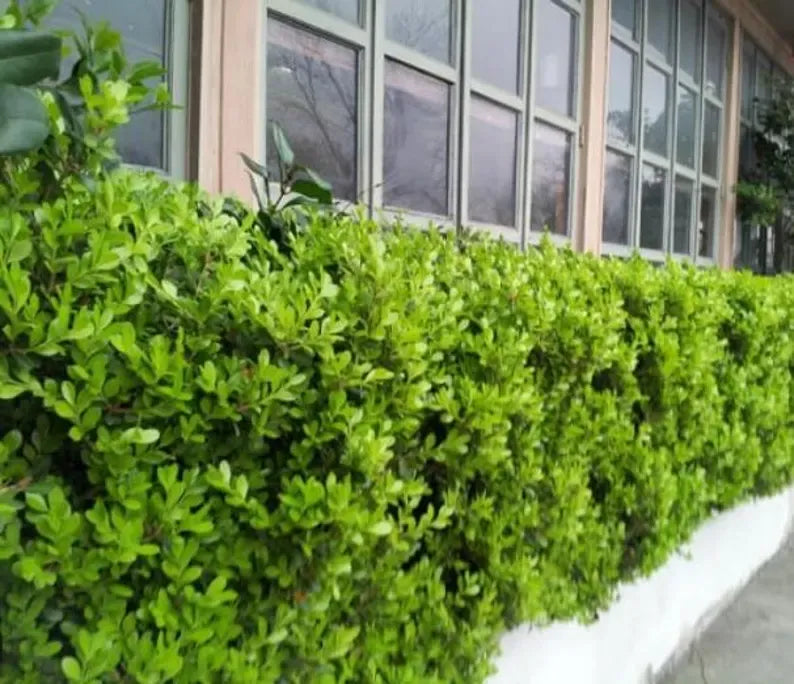 Japanese Boxwood Cuttings Unrooted  - Evergreen Hedge Plant for Borders, Topiary & Landscaping