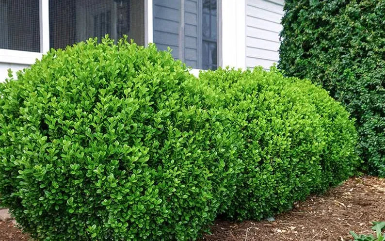 Japanese Boxwood Cuttings Unrooted  - Evergreen Hedge Plant for Borders, Topiary & Landscaping