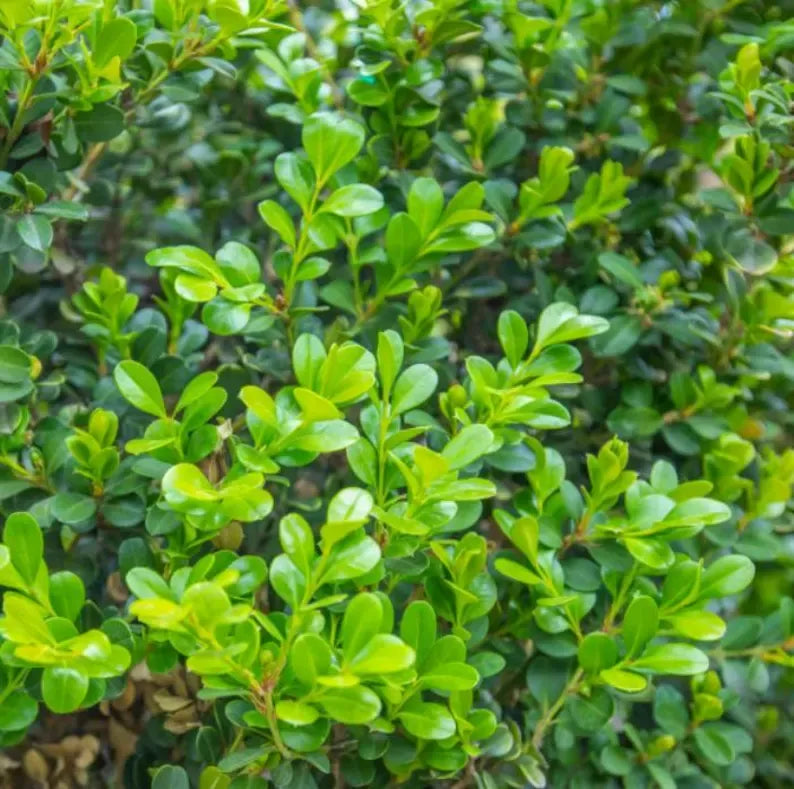 Japanese Boxwood Cuttings Unrooted  - Evergreen Hedge Plant for Borders, Topiary & Landscaping