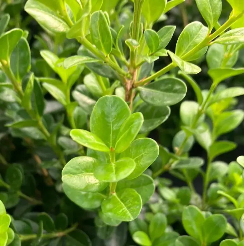 Japanese Boxwood Cuttings Unrooted  - Evergreen Hedge Plant for Borders, Topiary & Landscaping
