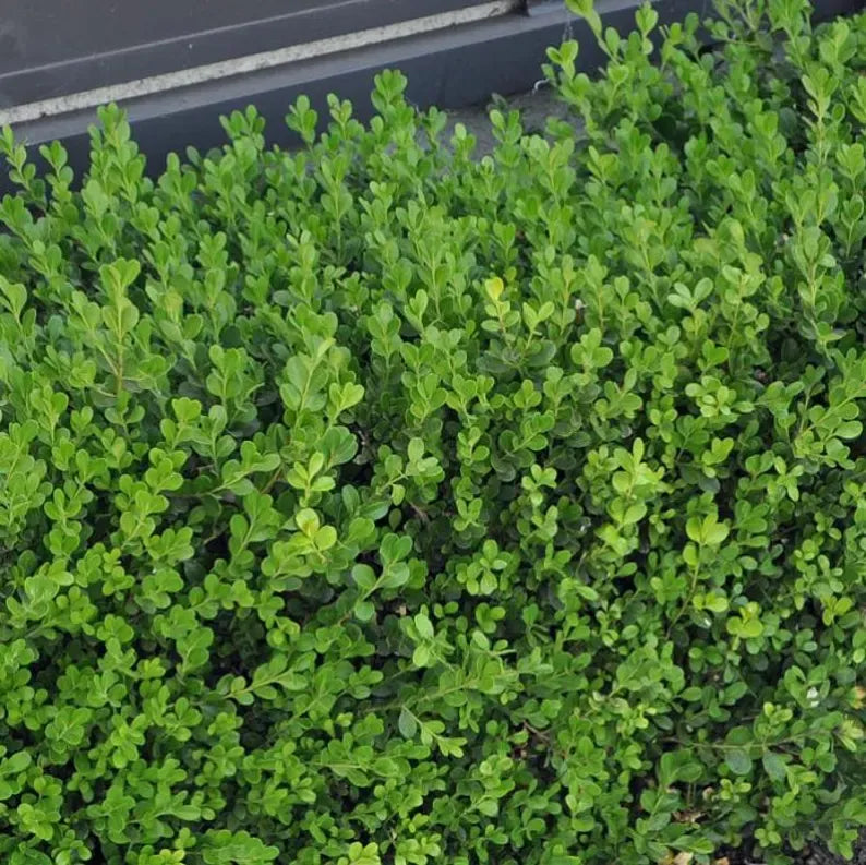 Japanese Boxwood Cuttings Unrooted  - Evergreen Hedge Plant for Borders, Topiary & Landscaping