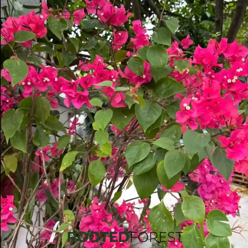 Bougainvillea Seedlings — Vibrant Tropical Climbing Vines, Colorful Flowering Shrubs, Garden Decor